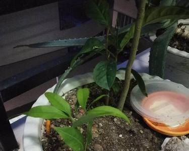 荔枝树的叶子干枯脱落