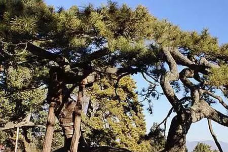 一方活松树有多重