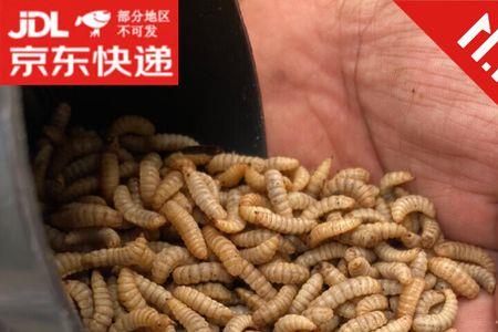 黑水虻钓翘嘴怎么样