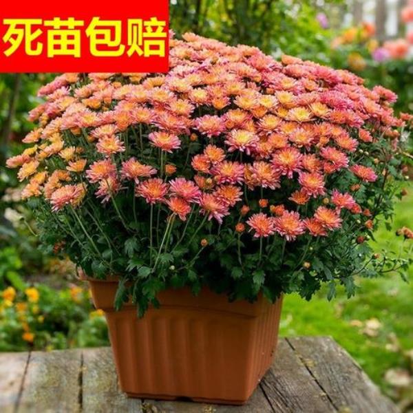 盆栽菊花用多少水最合适
