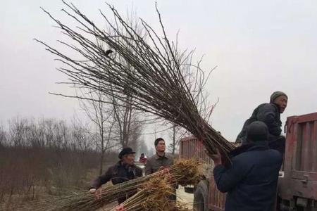 桑树占地每棵补偿标准