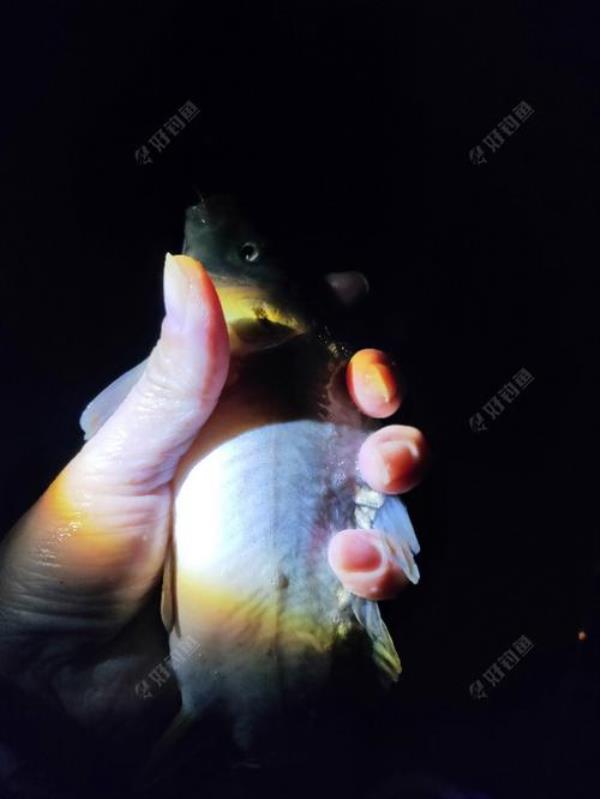 东北光板鲤饵料配方