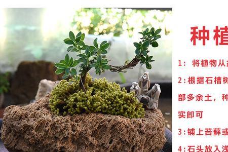吸水石上什么苔藓好养