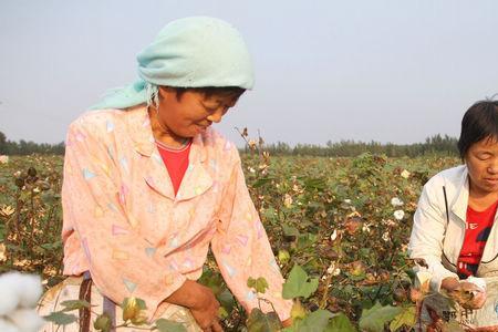 棉花是什么季节收获的
