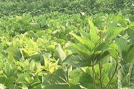 黄豆中伏开花有影响吗