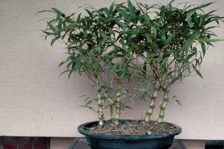 罗汉竹发芽后怎么样管理