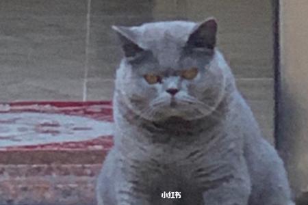 1岁蓝猫还能长大吗
