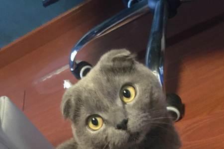 蓝猫回家第一天不粘人怎么办