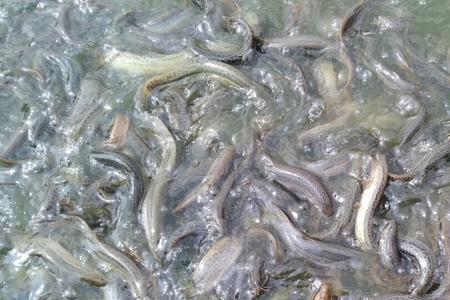 养殖泥鳅用么菌组合较好呢