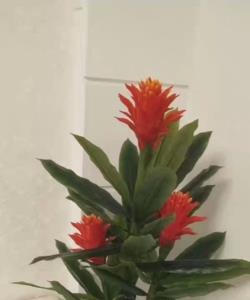 鸿运当头花怎么养