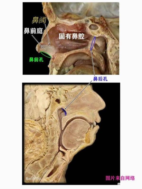 蝶骨能吃吗