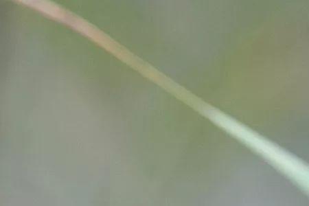 禾花雀公母混合叫声