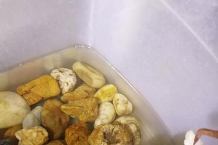 巴西龟一天喂几粒饲料