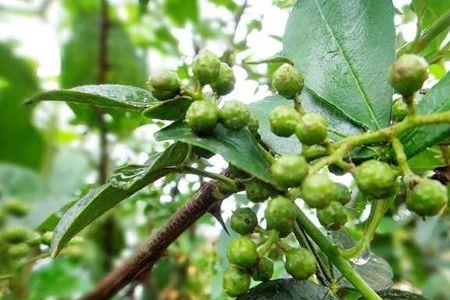 二茬花椒能吃吗