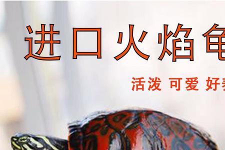 火焰龟产于哪里