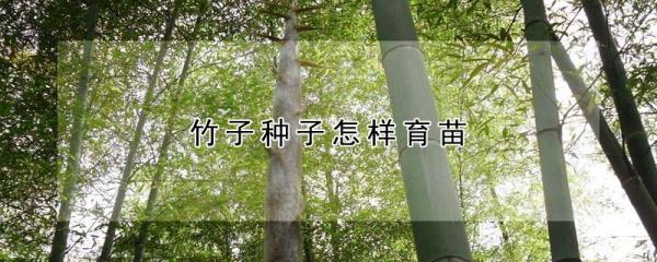网上卖的竹子种子是真的吗