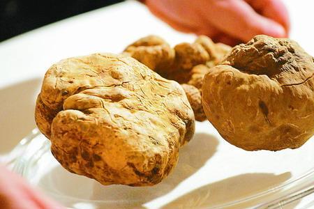 有松露的松树有什么特征