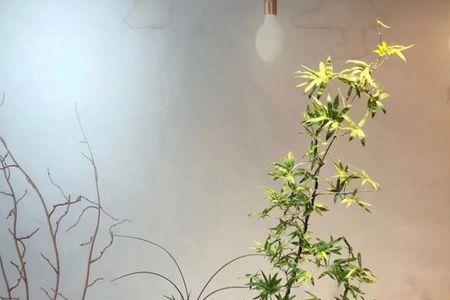 小叶簕竹埋的芽点会长出来吗