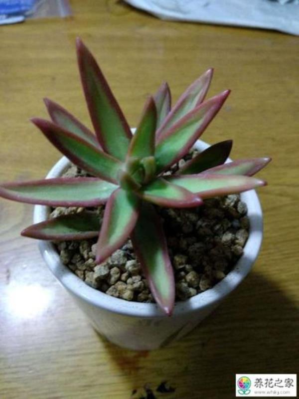 霜花徒长了怎么办
