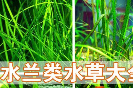 水兰不绿是怎么回事