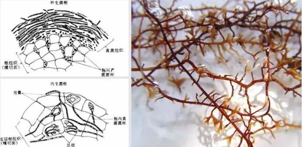 根会吸收有机物吗