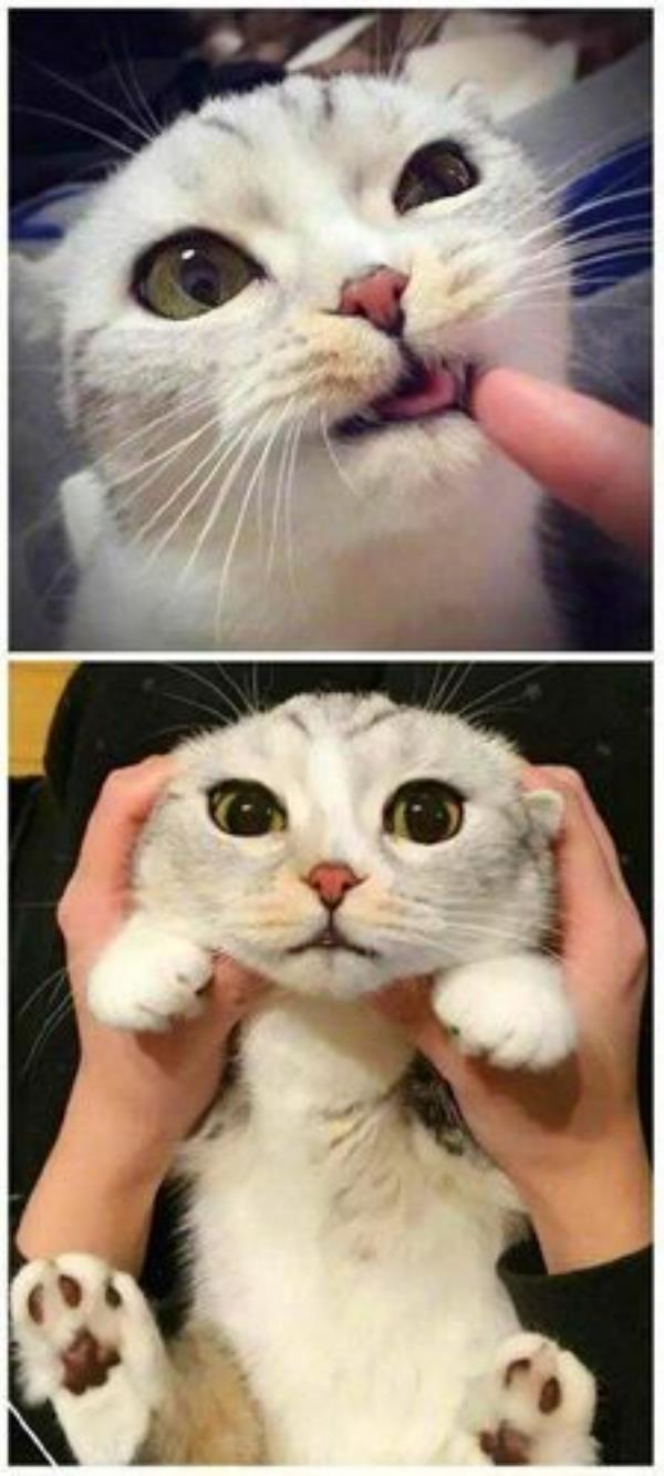 猫舔我眼睛是什么意思