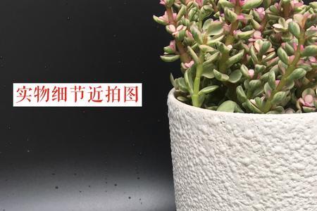 泡泡釉花盆优缺点