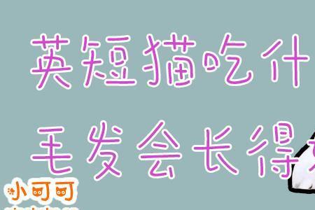猫咪长毛吃什么