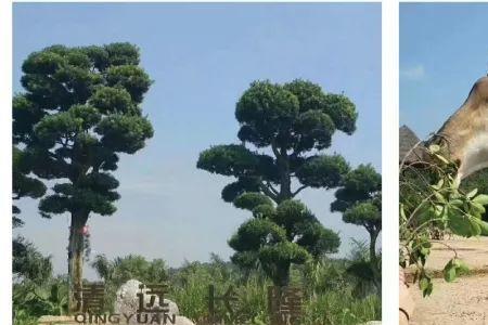 清远长隆预计什么时候建成开放