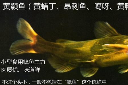 陈则旭为什么叫鲶鱼