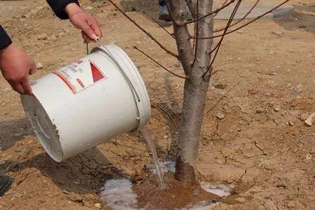 噻苯隆是否可以灌根