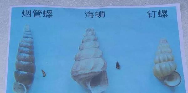 方格短沟蜷和钉螺区别