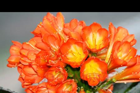 君子兰芙蓉与橘红区别