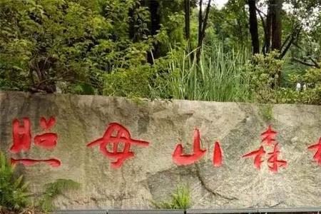 照母山多高
