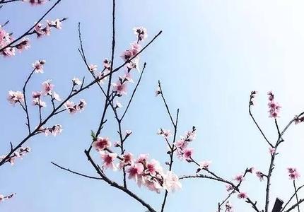 春风起处花迷眼的下一句