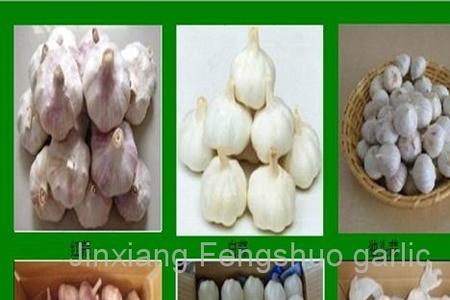 杂交红蒜杂交白蒜什么意思