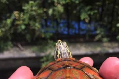10厘米火焰龟怎么养