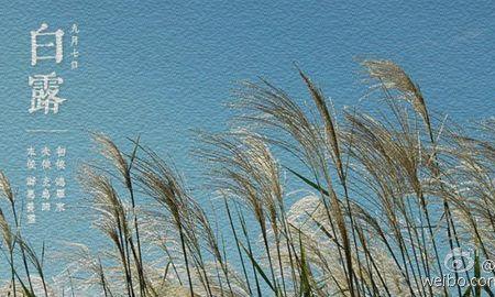 白露为霜蒹葭苍苍读音