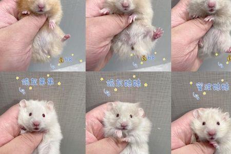 德国仓鼠富养标准