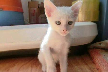 凡湖猫板材怎么样