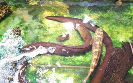 生蛇是海鲜不