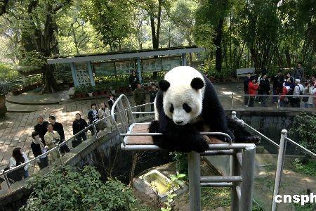福州有多少只熊猫