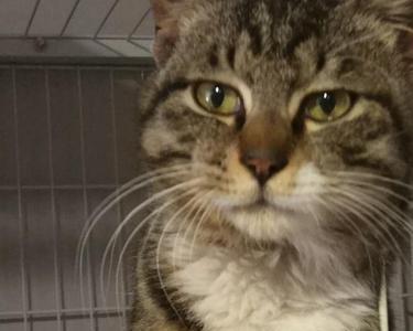 狸花猫几个月脸圆