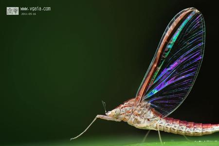 解释蚍蜉和蜉蝣