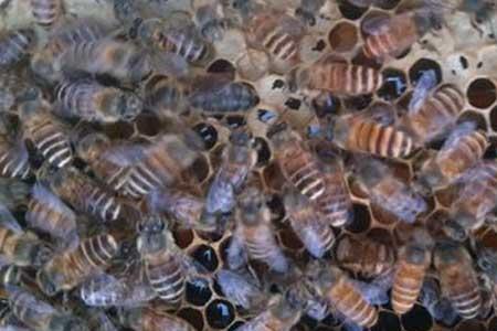 中蜂春繁起雄怎么办