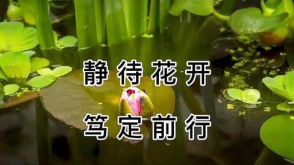 月明心静终得释然的句子