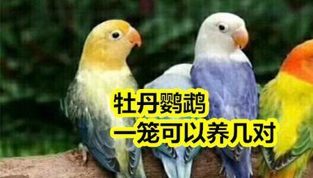牡丹鹦鹉能单只养么