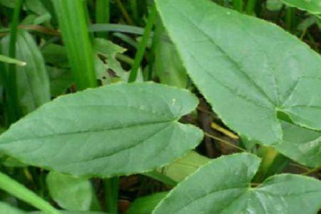 2021种植淫羊藿种植时间