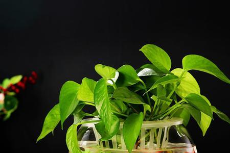 鱼缸养水可以提前在水桶里养吗
