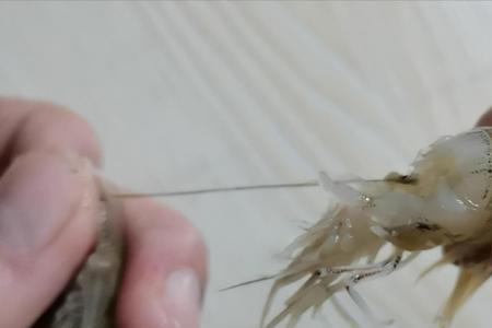 为什么有的虾有虾线有的没有